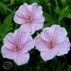 Geranium Apfelblute